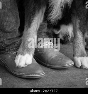 I piedi di un uomo e di Bovaro del Bernese Foto Stock