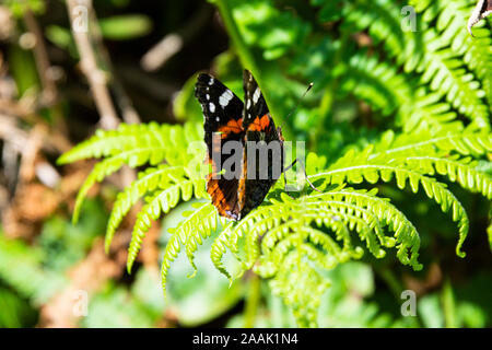 Un rosso admiral butterfly (Vanessa Atalanta) su una felce frond Foto Stock