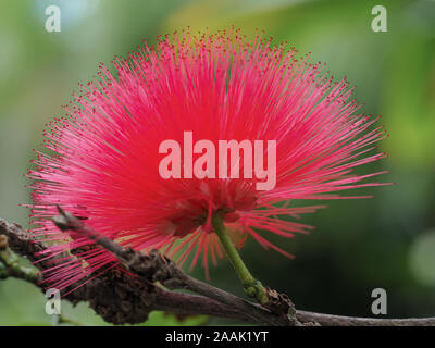 Primo piano di un fiore su una polvere rosa puff impianto, Calliandra haematocephala Foto Stock