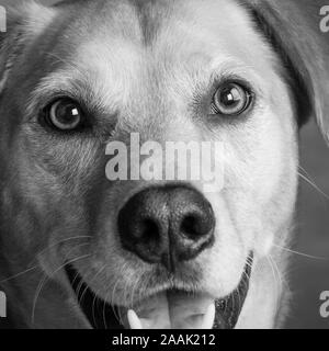 Close up Redbone Coonhound Foto Stock