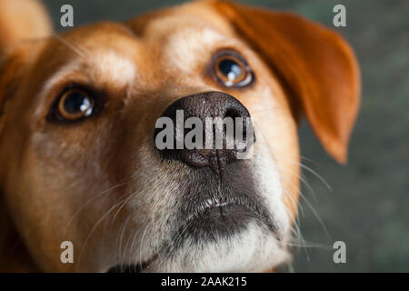 Close-up di Redbone Coonhound Foto Stock