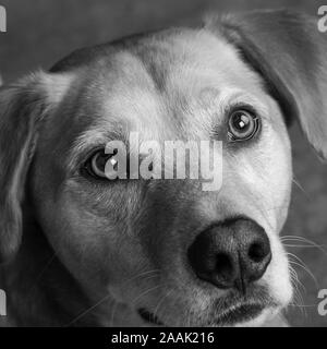 Close-up di Redbone Coonhound Foto Stock