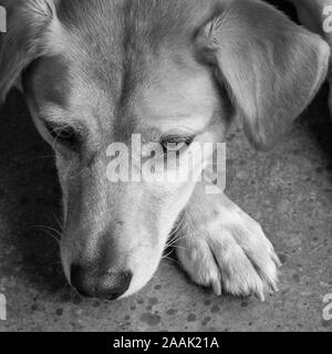 Close-up di Redbone Coonhound Foto Stock