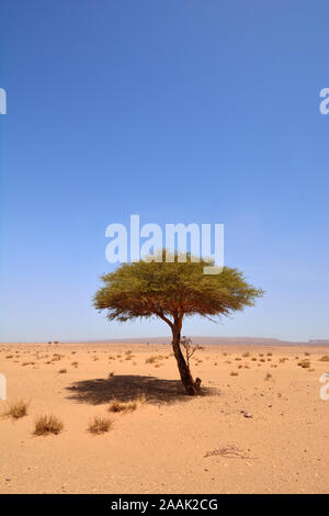 Acacia presso Erg Chigaga, deserto del Sahara. Il Marocco Foto Stock