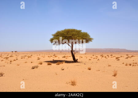 Acacia presso Erg Chigaga, deserto del Sahara. Il Marocco Foto Stock