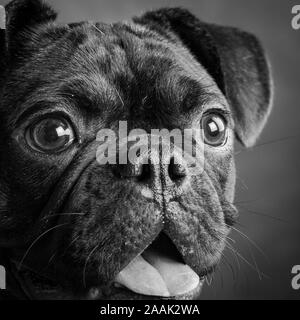 Ritratto in studio di Pug Bulldog Mix Foto Stock