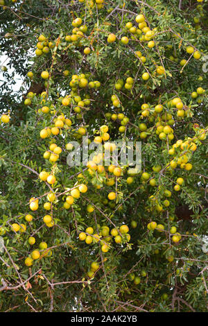 Frutti dell'albero di Argan. L'olio di Argan è diventato un prodotto alla moda in Europa e Nord America. Essaoiura, Marocco Foto Stock