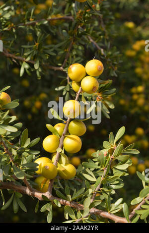 Frutti dell'albero di Argan. L'olio di Argan è diventato un prodotto alla moda in Europa e Nord America. Essaoiura, Marocco Foto Stock