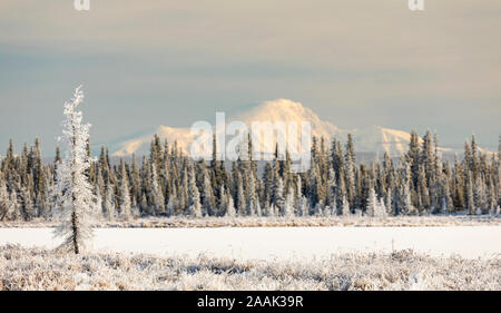 Trasformata per forte gradiente frost copre la taiga con il Wrangell montagne sullo sfondo in Alaska centromeridionale. Foto Stock