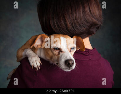 Chihuahua su alle spalle della donna Foto Stock