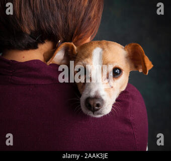 Chihuahua su alle spalle della donna Foto Stock