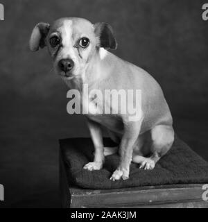 Ritratto in studio di Chihuahua seduto su uno sgabello Foto Stock