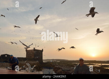 I pescatori e i gabbiani al crepuscolo, nella parte anteriore del XVIII secolo a sud bastione, Skala du Port. Un sito Patrimonio Mondiale dell'Unesco, Essaouira. Il Marocco Foto Stock