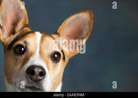 Close-up del Jack Russell Terrier Foto Stock