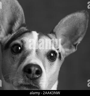 Close-up del Jack Russell Terrier Foto Stock