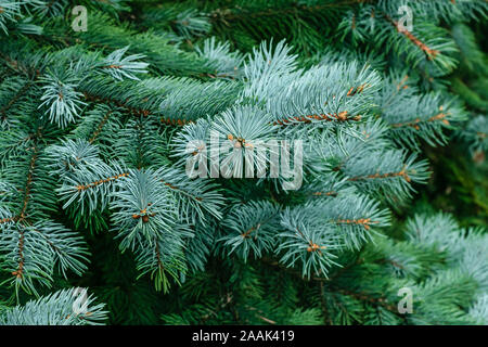 Abete rami di un albero in pelliccia. Ramo di abete rosso. Il telaio degli aghi di pino. Pino. Natale o Capodanno mockup. Fir sfondi di conifere. Foto Stock