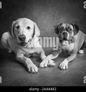 Ritratto in studio dei Boxer e Golden Retriever mix di laboratorio Foto Stock