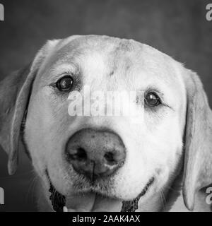 Ritratto in studio di Golden Retriever mix di laboratorio Foto Stock