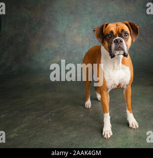 Ritratto in studio di cane Boxer Foto Stock