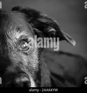 Ritratto di Golden Retriever Lab Mix cane Foto Stock