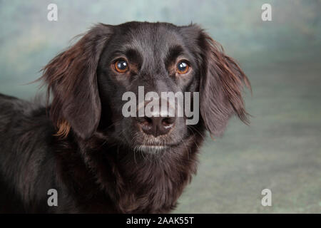 Ritratto in studio di razza cane Foto Stock