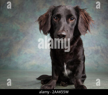 Ritratto in studio di razza cane Foto Stock