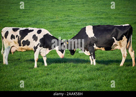 Due bovini di razza Holstein giocare combattimenti Foto Stock