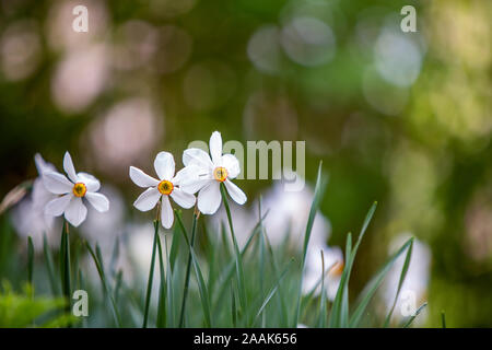 Narciso bianco fiori nel crescendo in estate parco con vegetazione verde sul backround sfocata. Foto Stock