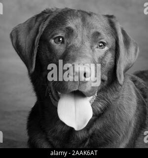 Ritratto di cioccolato Labrador spuntavano lingua Foto Stock