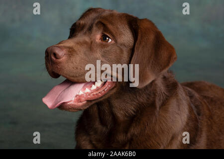 Ritratto di cioccolato Labrador spuntavano lingua Foto Stock