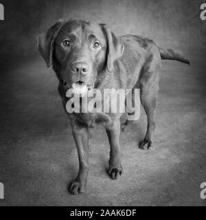 Ritratto di cioccolato Labrador Foto Stock