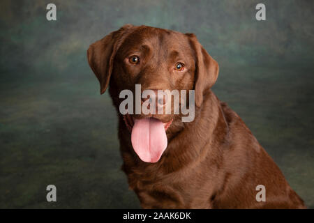 Ritratto di cioccolato Labrador spuntavano lingua Foto Stock