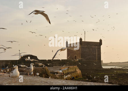 Il XVIII secolo bastione meridionale, Skala du Port, al crepuscolo. Un sito Patrimonio Mondiale dell'Unesco, Essaouira. Il Marocco Foto Stock