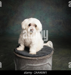 Ritratto di un cane Maltese Foto Stock