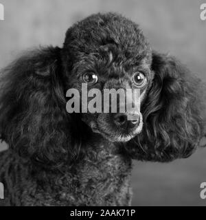 Ritratto di Mini Poodle Foto Stock