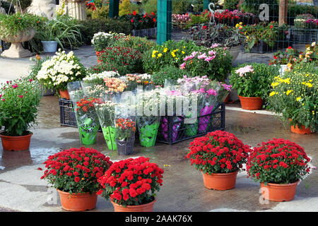 Decorative piante in vaso sono in vendita. Negozio giardino con fiori. Boccole e mazzi con hrysanthemums in vasi in giardino negozio. Consegna di fiori a domicilio. Foto Stock