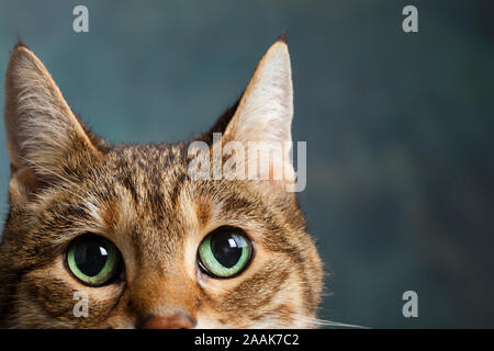 Close-up di Tabby cat Foto Stock