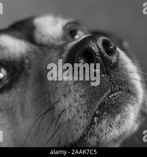 Close-up di Miniature pinscher naso Beagles Foto Stock