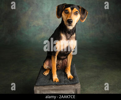 Ritratto in studio di Miniature pinscher Beagle seduto su uno sgabello Foto Stock