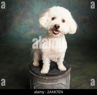 Ritratto in studio di Bichon Frise barboncino cane mix Foto Stock