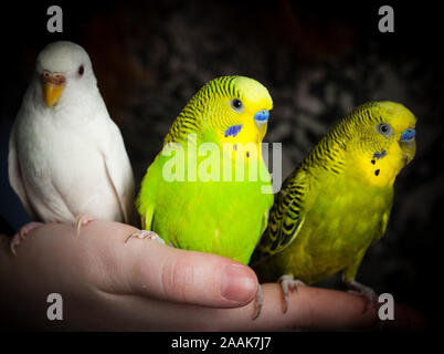 Studio shot di tre pappagalli a portata di mano Foto Stock