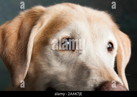 Ritratto in studio di Labrador cane misti Foto Stock