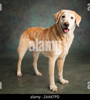 Ritratto in studio di Labrador cane misti Foto Stock