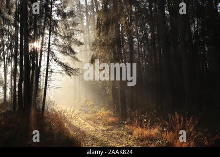 Il sentiero attraverso un bosco di conifere durante il Sunrise in foggy meteo. Foto Stock