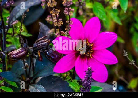 Bella viola mignon dahlia fiore in fiore, ornamentali coltivate fiori da giardino, cultivar della specie Foto Stock