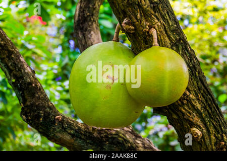 Primo piano dei frutti in una struttura ad albero calabash, tropicali piante fruttifere, specie esotiche dall America Foto Stock