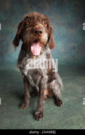 Ritratto di un Tedesco Wirehaired puntatore Foto Stock