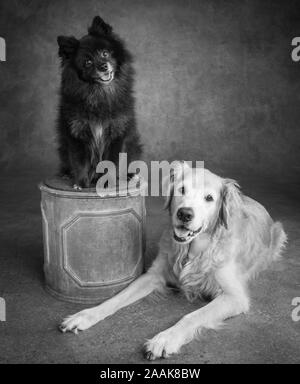 Ritratto di Golden Retriever e Pomerania Foto Stock