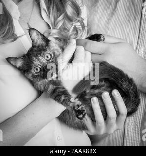 Proprietari holding Tartaruga Cat Foto Stock