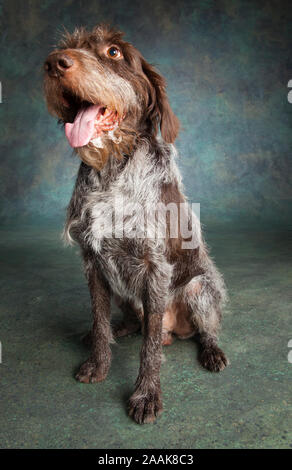 Ritratto di un Tedesco Wirehaired puntatore Foto Stock